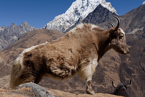 Yak